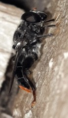 Malometasternum rufocaudatum