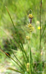 Carex serratodens