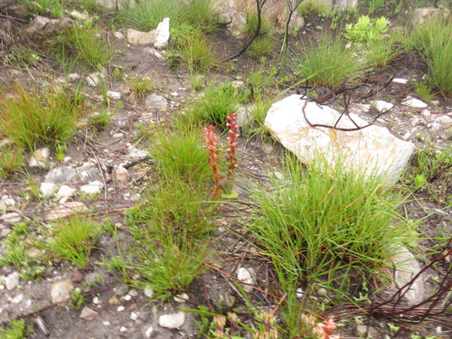 Image of Satyrium situsanguinum by (c) Jeremy Gilmore, some rights reserved (CC BY)