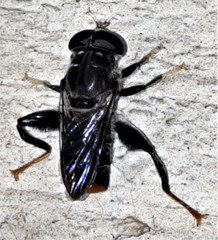 Malometasternum rufocaudatum