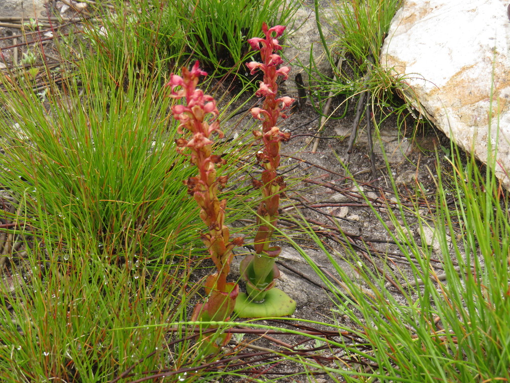 Satyrium situsanguinum