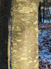 Eriophyes betulae