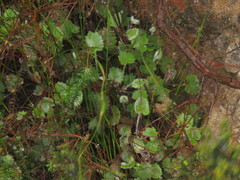 Centella flexuosa