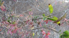 Tetrapterys mexicana