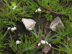 Pseudoselago ascendens