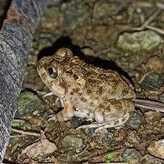 Sphaerotheca breviceps