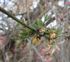 Tetrapterys mexicana