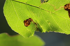Stigmella purpuratella