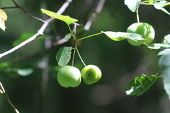 Stigmella purpuratella