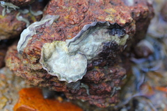 Saccostrea cuccullata