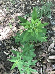 Euphorbia oblongata