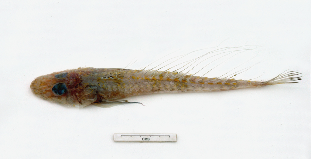 Longray Ghost Flathead