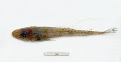 Longray Ghost Flathead photo 1