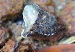 Saccostrea cuccullata