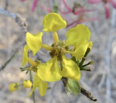 Tetrapterys mexicana