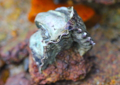 Saccostrea cuccullata