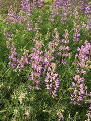 Lupinus arboreus