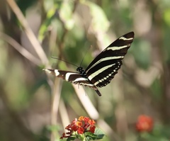 Heliconius charithonia