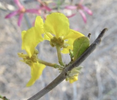 Tetrapterys mexicana