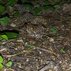 Sphaerotheca breviceps