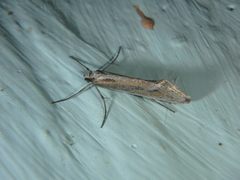 Deuterotinea casanella