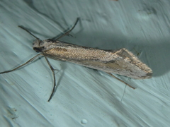 Deuterotinea casanella