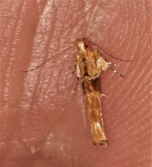 Pyroderces mesoptila