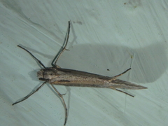 Deuterotinea casanella