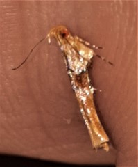 Pyroderces mesoptila