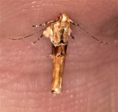 Pyroderces mesoptila