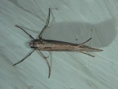Deuterotinea casanella