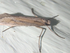 Deuterotinea casanella