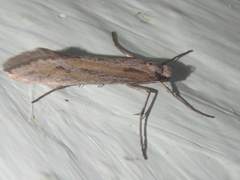 Deuterotinea casanella
