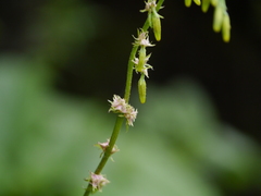 Lactuca brunoniana