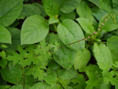 Lactuca brunoniana