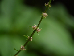 Lactuca brunoniana