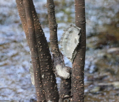 Saccostrea cuccullata