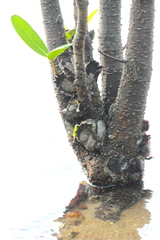 Saccostrea cuccullata