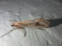 Deuterotinea casanella