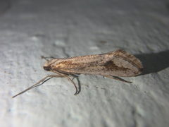 Deuterotinea casanella