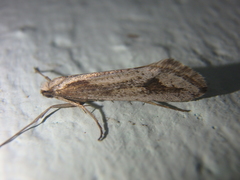 Deuterotinea casanella