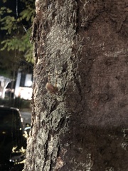 Araneus gemma