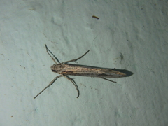 Deuterotinea casanella
