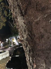 Araneus gemma