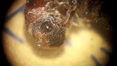 Anomophotopsis cometa