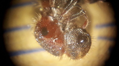 Anomophotopsis cometa