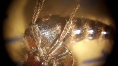 Anomophotopsis cometa