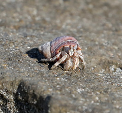 Coenobita scaevola