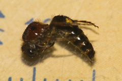 Anomophotopsis cometa