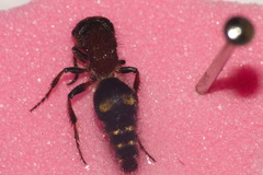 Anomophotopsis cometa